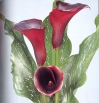 Picture Atlas of Flowers with CD-ROM Букинистическое издание Сохранность: Очень хорошая Издательство: Pepin Press, 2005 г Мягкая обложка, 352 стр ISBN 90-5768-070-X инфо 3257t.